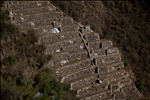 White llama terraces - Choquequirao - Peru (2)